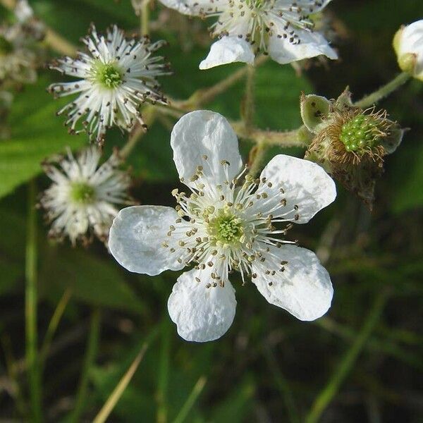 Rubus allegheniensis फूल