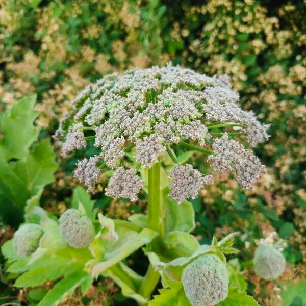 Heracleum mantegazzianum Květ