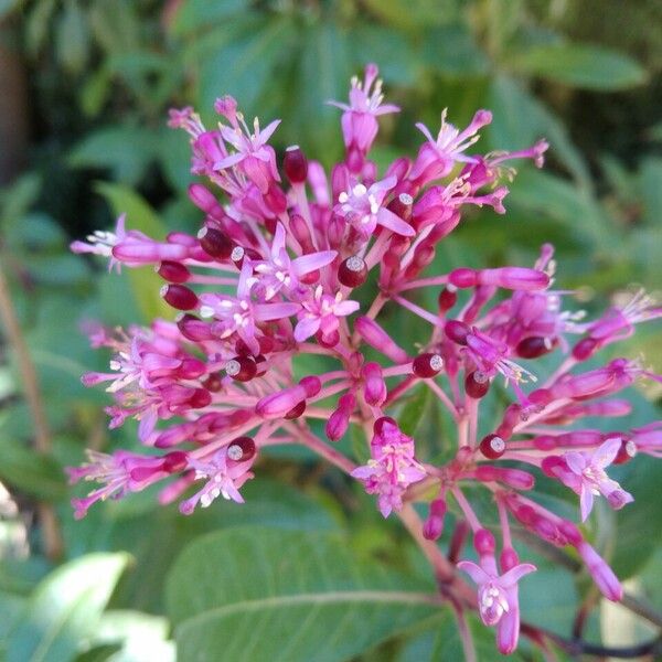 Fuchsia paniculata Blomst