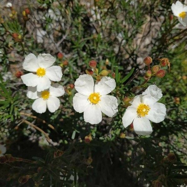 Cistus umbellatus Кветка