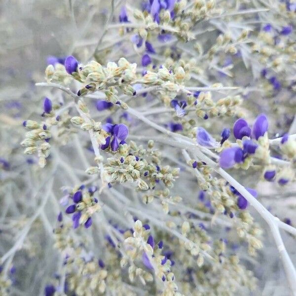 Psorothamnus schottii Blüte