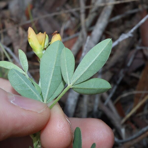 Crotalaria goreensis Tervik taim