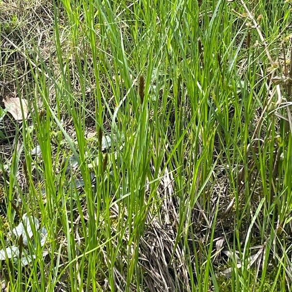 Carex disticha Buveinė