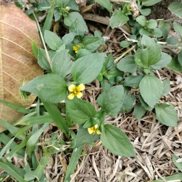 Calyptocarpus vialis Flower