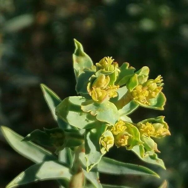 Euphorbia pithyusa Цвят