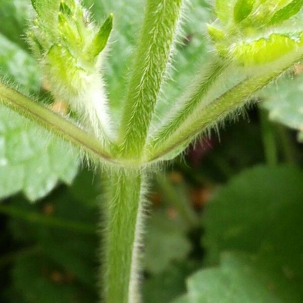 Stachys sylvatica Écorce