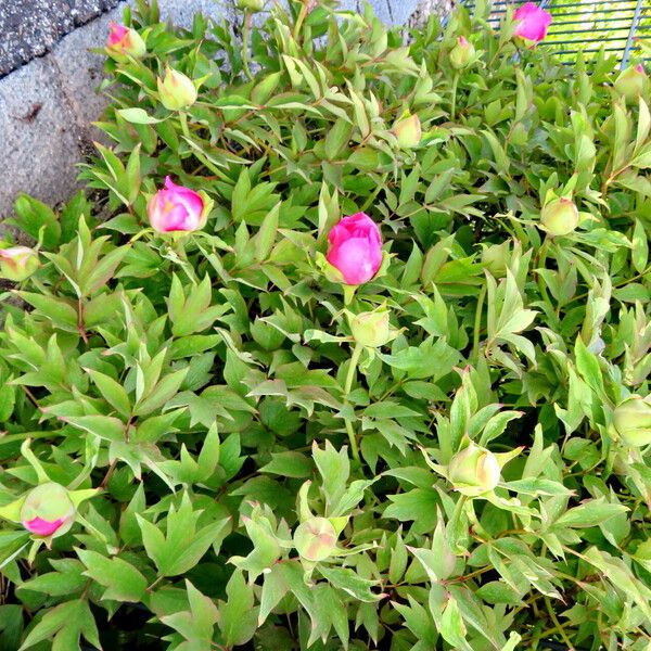 Paeonia × suffruticosa Habitatea