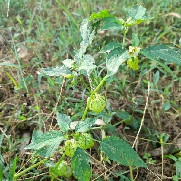 Physalis angulata Froito