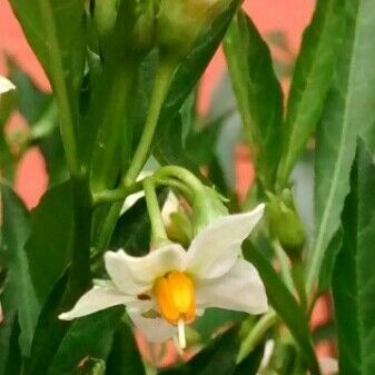 Solanum pseudocapsicum Floro