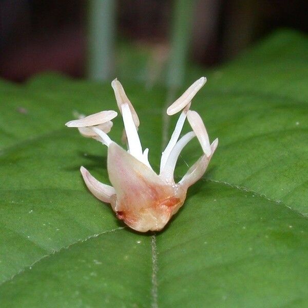Euterpe precatoria Flower