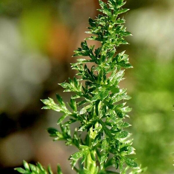 Achillea nobilis Leaf