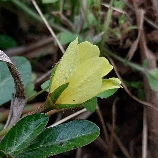 Ludwigia adscendens Blomma