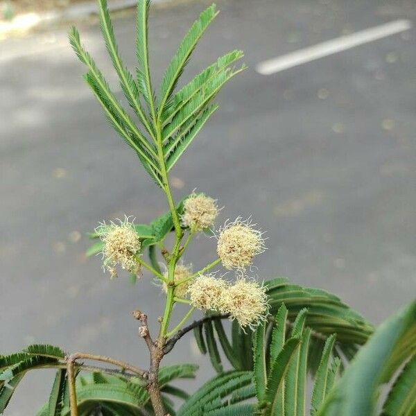 Anadenanthera colubrina फूल