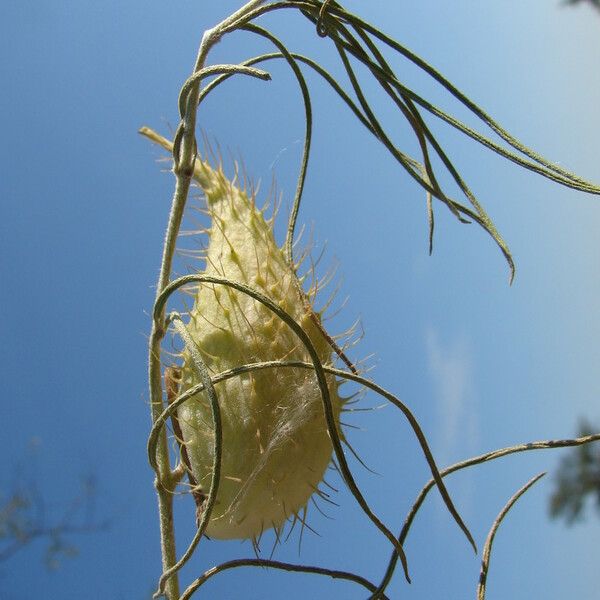 Gomphocarpus physocarpus Frugt