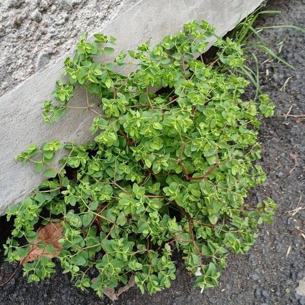 Euphorbia peplus Habitus