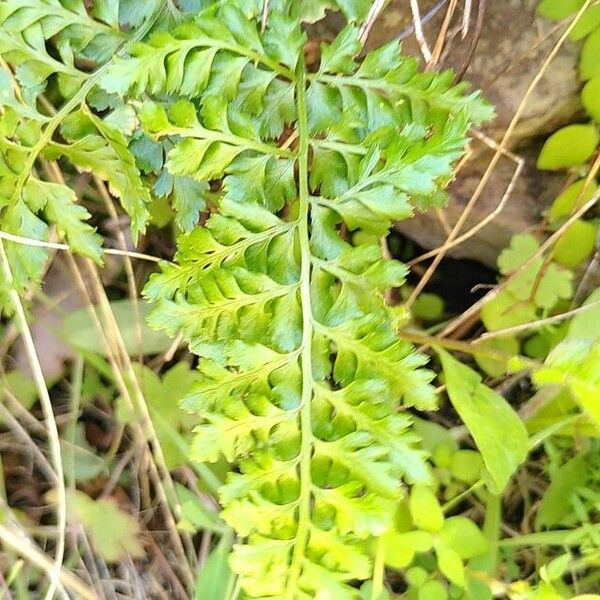 Asplenium obovatum Leaf