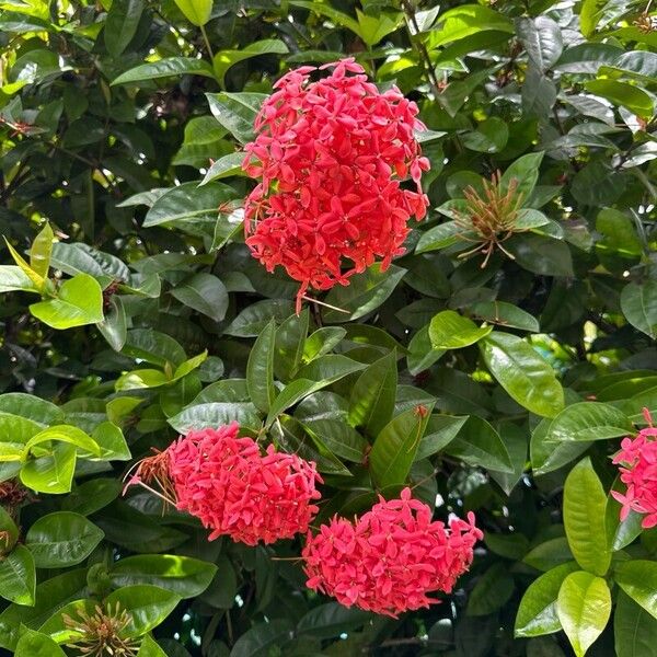 Ixora chinensis Λουλούδι