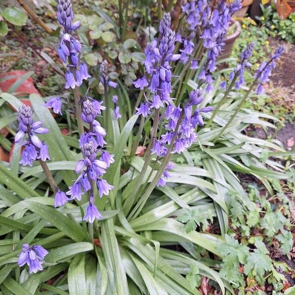 Hyacinthoides hispanica Blüte