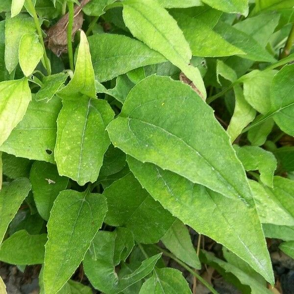 Echinacea pallida برگ