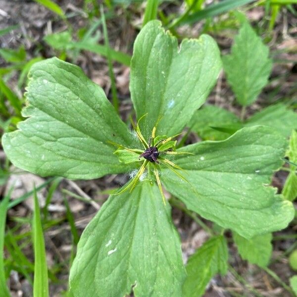 Paris quadrifolia 葉