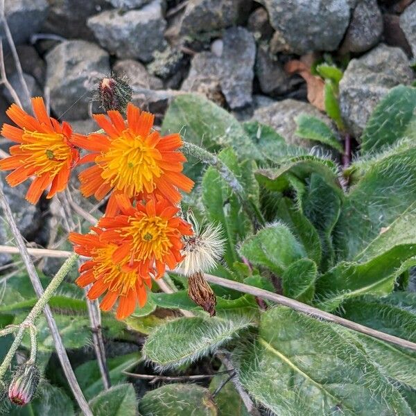 Pilosella aurantiaca 花