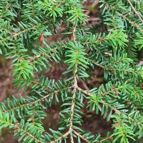 Tsuga diversifolia Feuille