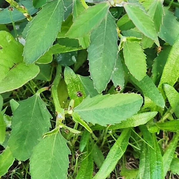 Euphorbia crotonoides Leaf