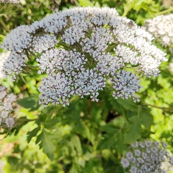 Chaerophyllum hirsutum Blüte