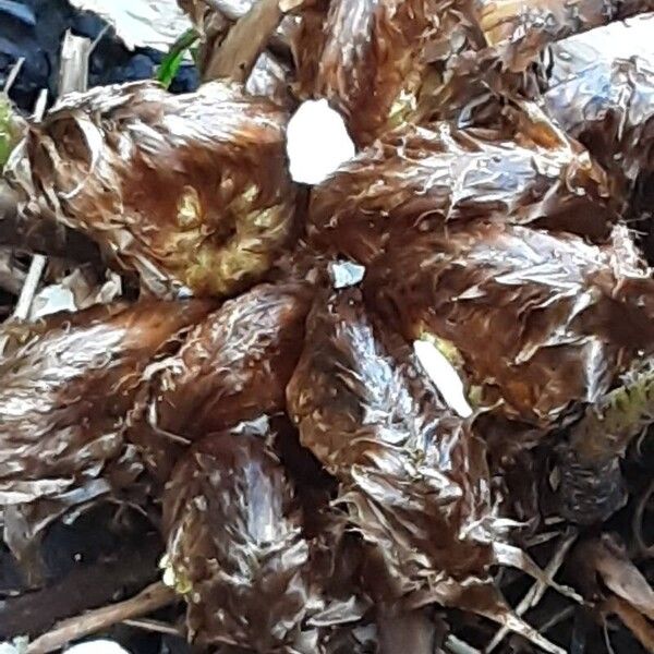 Polystichum braunii Blatt