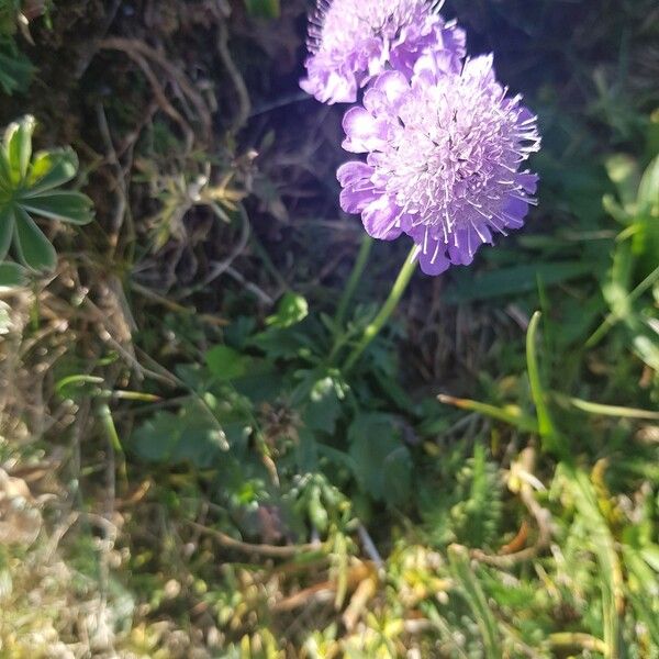 Scabiosa cinerea Kukka