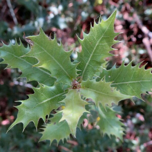 Quercus coccifera Leht