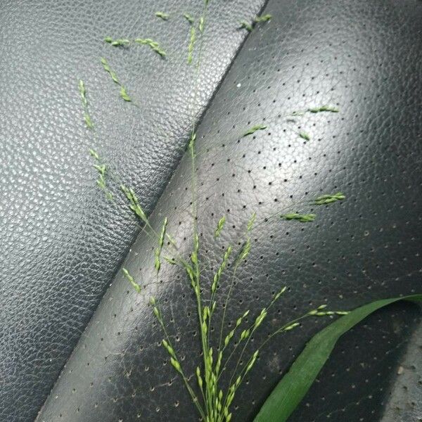 Poa nemoralis Flower