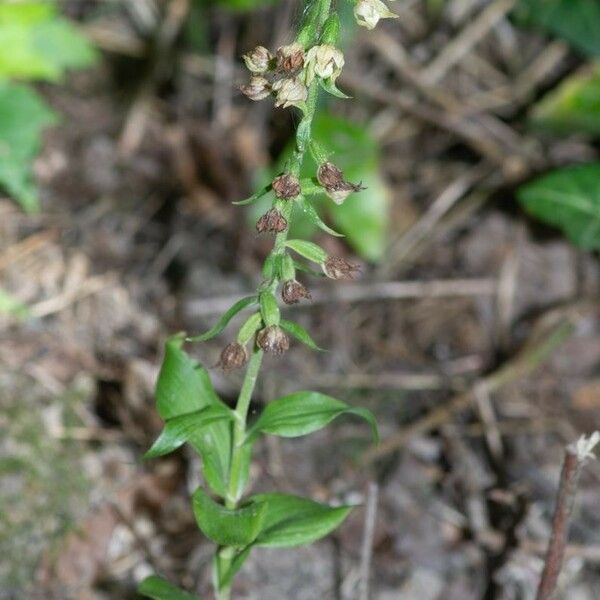 Epipactis albensis Blomma