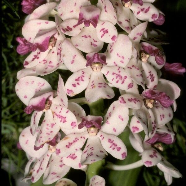 Rhynchostylis gigantea Blomst