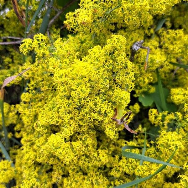 Galium x pomeranicum Квітка