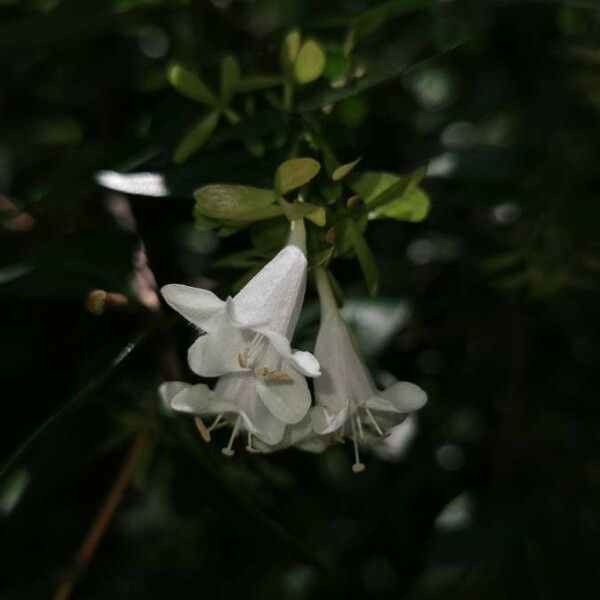 Abelia × grandiflora ফুল