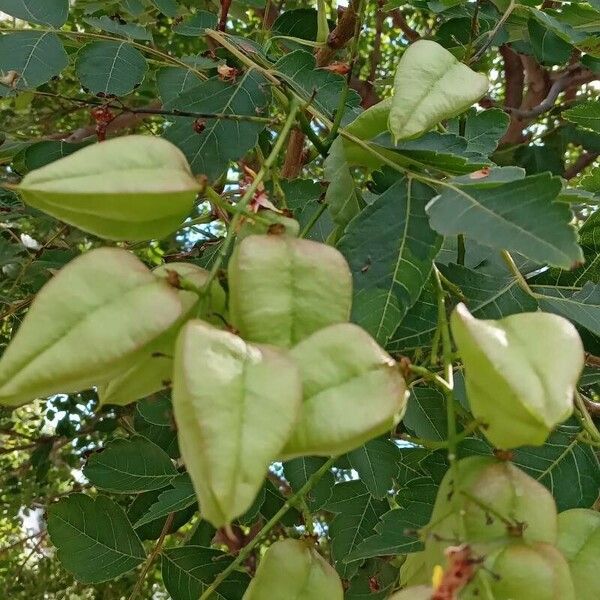 Koelreuteria paniculata Fruit