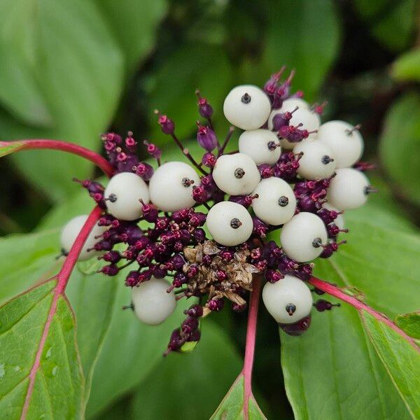 Cornus sericea Fruit