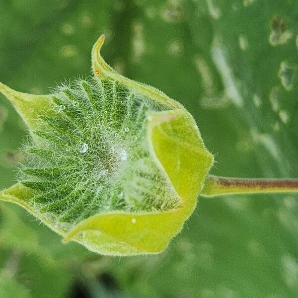 Abutilon grandiflorum Frucht