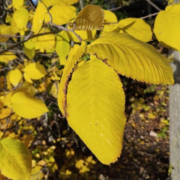 Ulmus laevis Levél