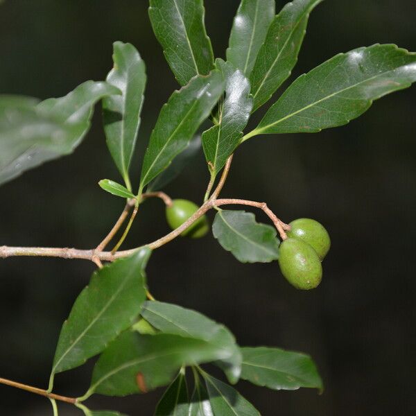 Elaeodendron xylocarpum Ліст