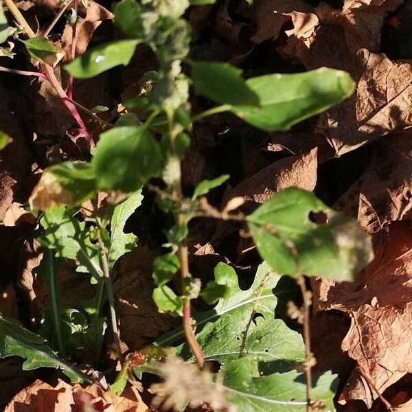 Chenopodium vulvaria 葉
