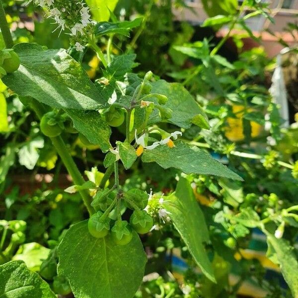 Solanum americanum Fruit