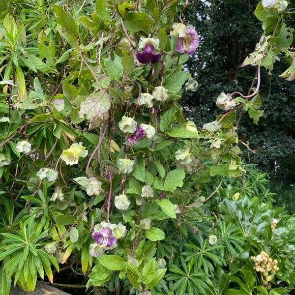 Cobaea scandens Flower