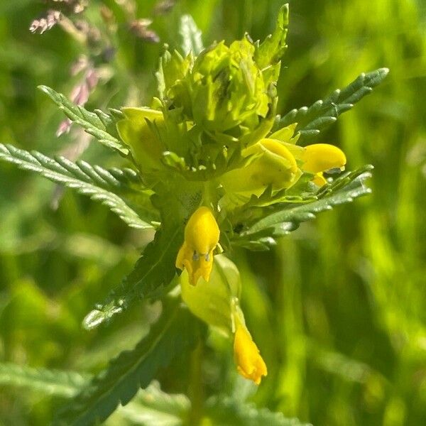 Rhinanthus minor Flower