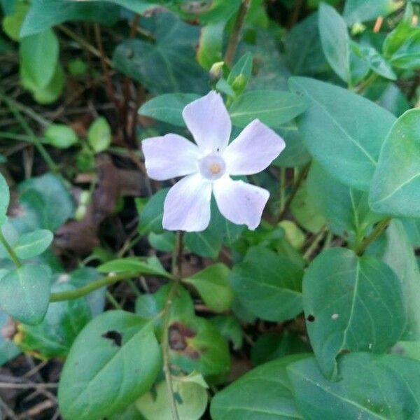 Vinca major Kvet