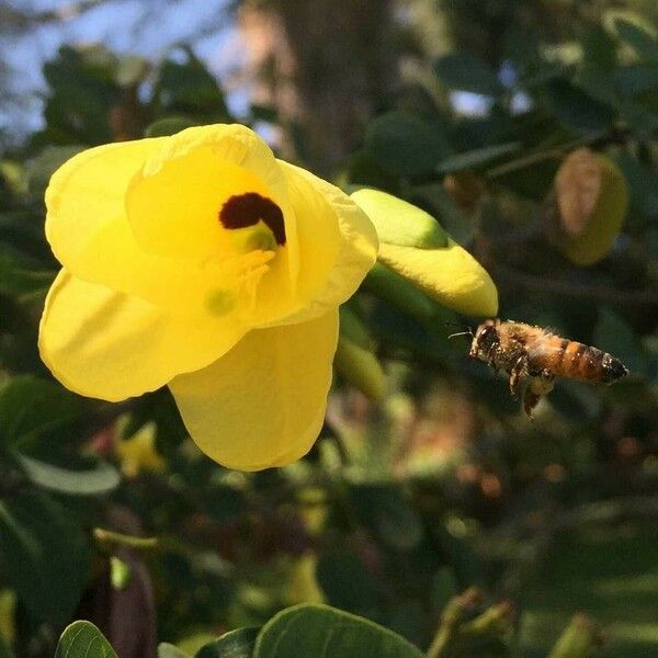 Bauhinia tomentosa Flor