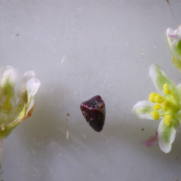 Polygonum arenastrum Flower