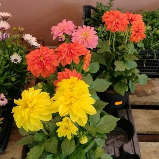 Dahlia pinnata Flower