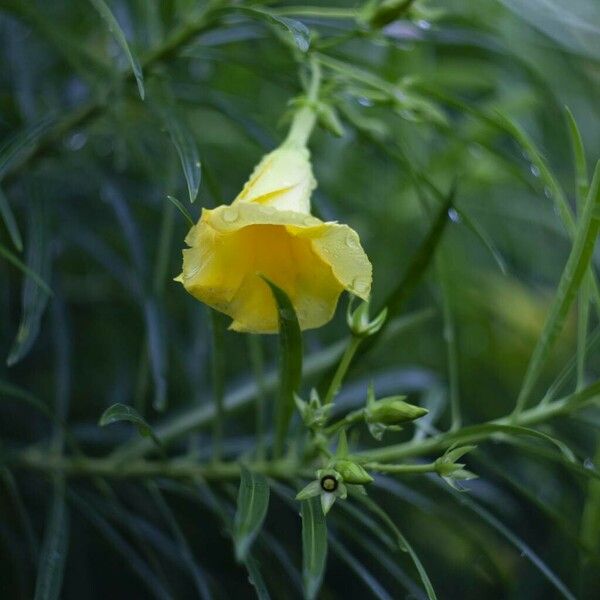 Thevetia peruviana Flor